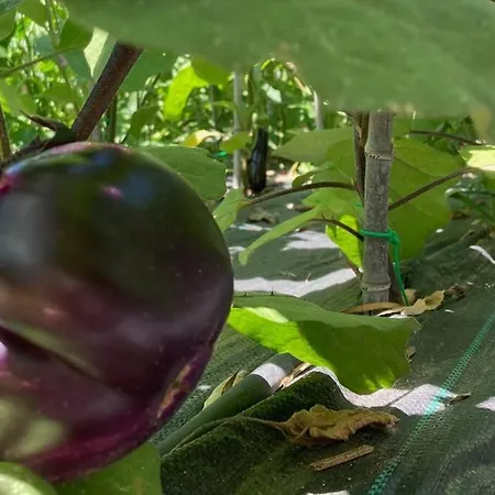 Lägenhet The Bamboo - Fraschetti Daniele